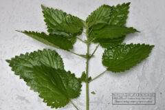 MG 19 find-001 Nettle low res