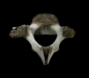 Whale-bone-007-low-res-1